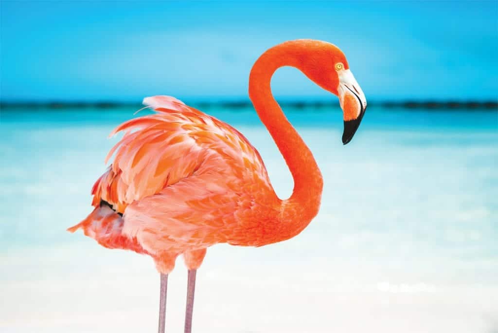 Birds in the Bahamas
