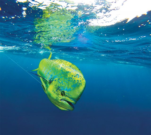 Marvelous Mahi Mahi are Mezmerizing Southern Boating