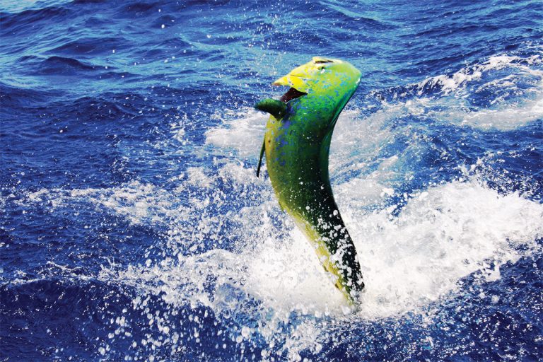 Marvelous Mahi Mahi Are Mezmerizing Southern Boating