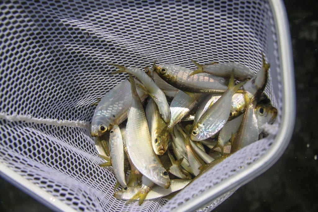 Bait for redfish