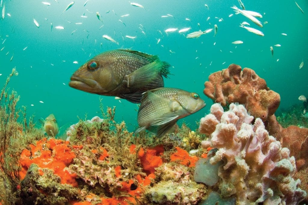 an image of fish at a National Marine Sanctuary