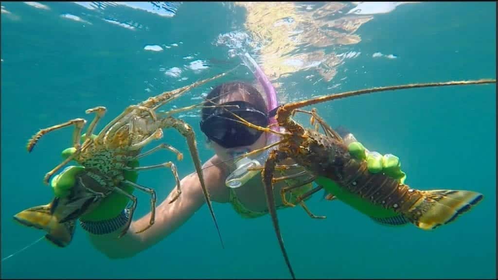 a woman diving during lobster mini season