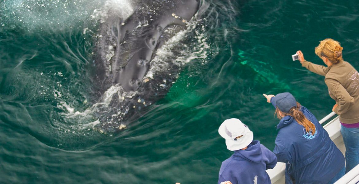 this is an image of a whale with a group citizen scientists