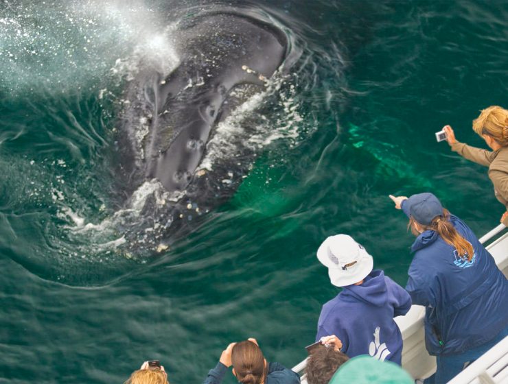 this is an image of a whale with a group citizen scientists