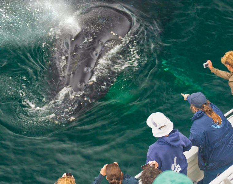 this is an image of a whale with a group citizen scientists