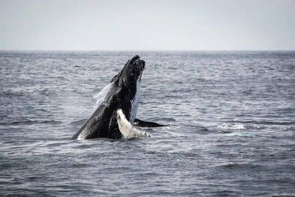 an image of a humpback whale breaching the waterline