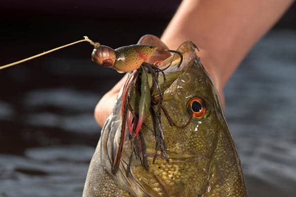 Best Freshwater Hard Lure: LiveTarget Erratic Shiner 