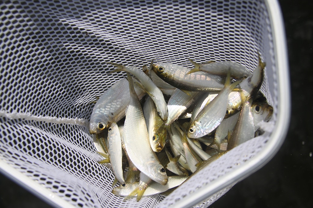 Live Bait Fishing - Southern Boating