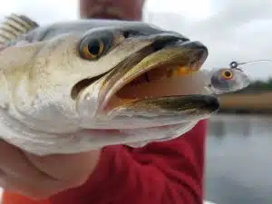 Sea trout with lure and hook