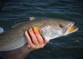 Man holding fish