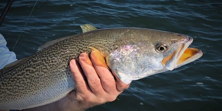 Man holding fish