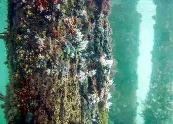 An underwater view of a dock piling in need of maintenance.