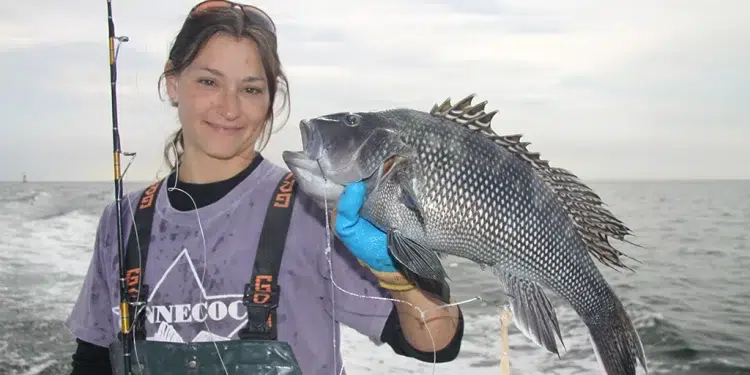 Deena Lippman Sea Bass Image
