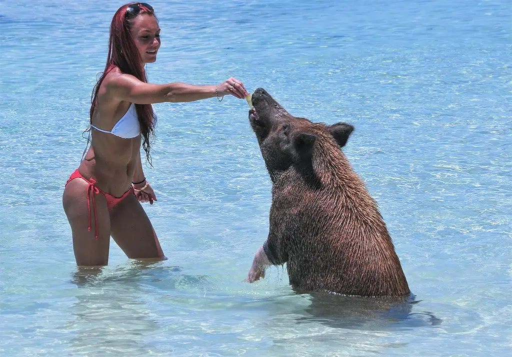 A woman feeds the pigs in clear blue rippling Abaco waters