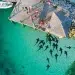 Great Exuma aerial photo feeding sharks