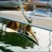 Discover The ULTRA Anchor: Stay Secure With Quality Stainless Steel