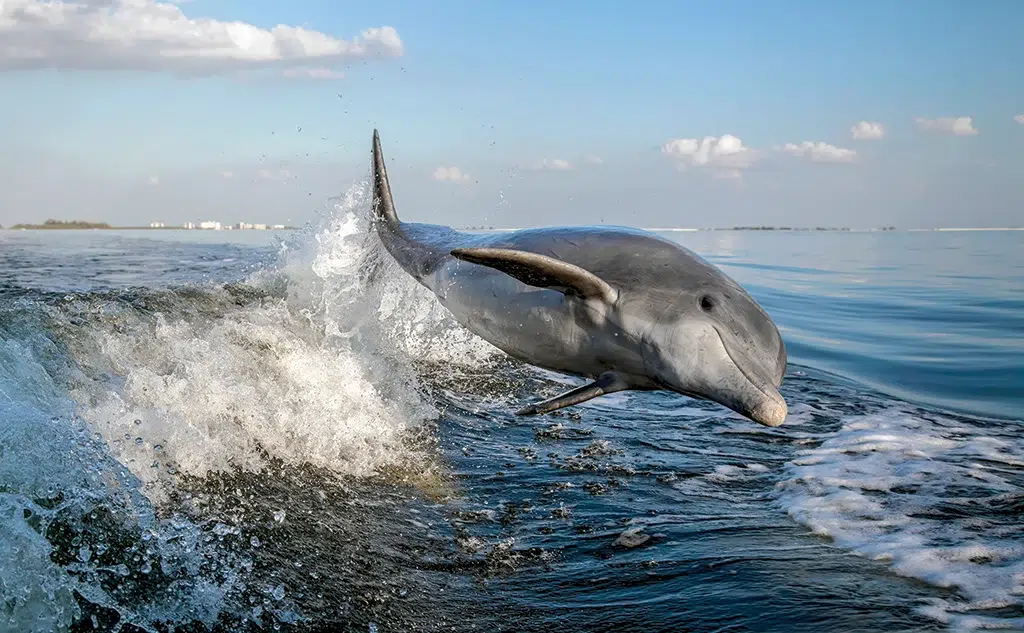 Dolphin Jumps out of wake