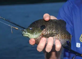 Fishing Contamination Risks