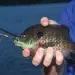 Fishing Contamination Risks