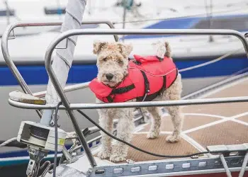 Dog on a boat with a life preserver