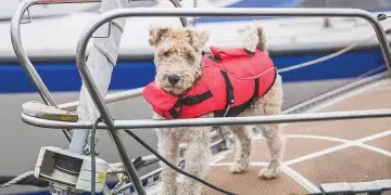 Dog on a boat with a life preserver