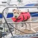 Dog on a boat with a life preserver