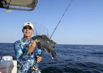Man handles fish (Sea Bass) aboard his boat