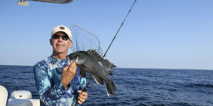 Man handles fish (Sea Bass) aboard his boat