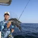 Man handles fish (Sea Bass) aboard his boat