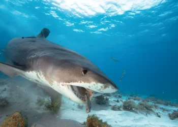 A shark underwater