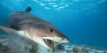 A shark underwater