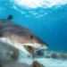 A shark underwater