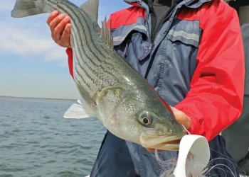 big bait big fish - a man holds his big catch