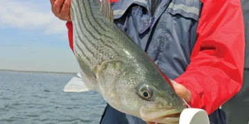 big bait big fish - a man holds his big catch