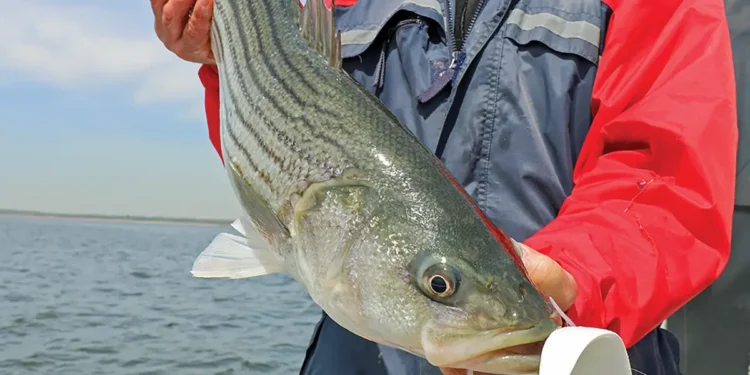big bait big fish - a man holds his big catch