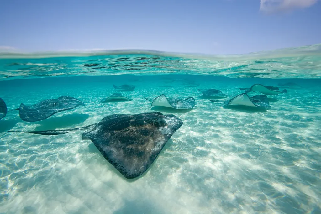Underwater photo of stingrays swimming past