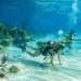Two people scuba dive at a Bahamas National Park