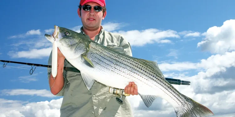 A man holding his catch after using surface lures