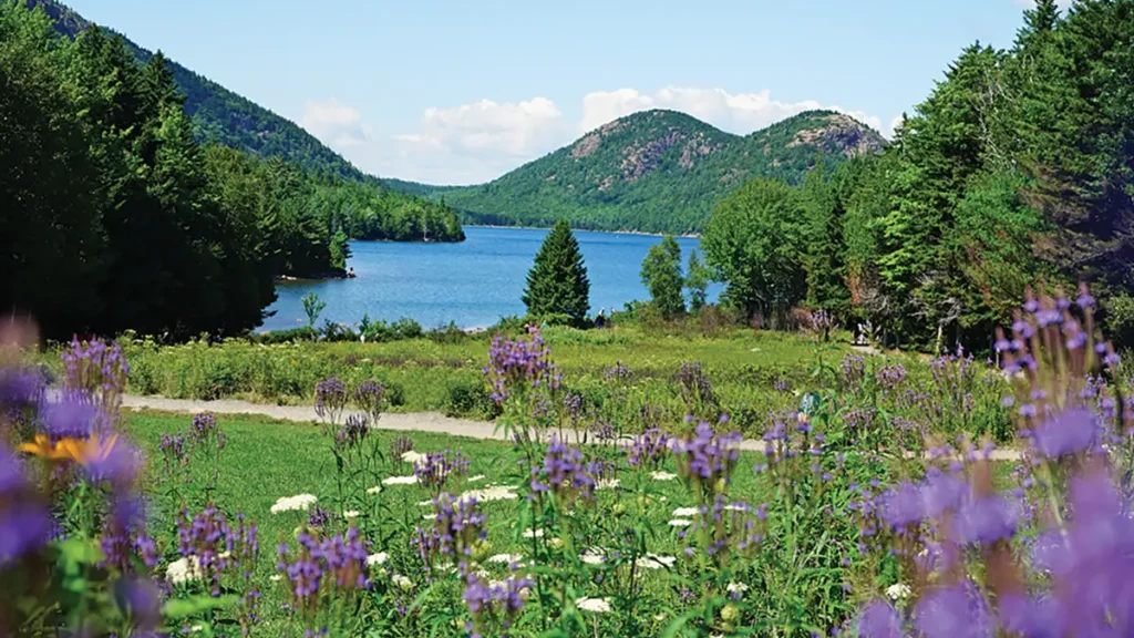 field of lavender in Acadia National Park from Southern Boating's Top 10 Family-Friendly Boating Destinations
