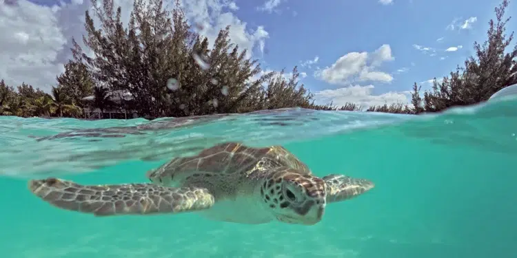 May 2026 Boating & Travel Events: From World Boating Day to Caribbean Food Festivals