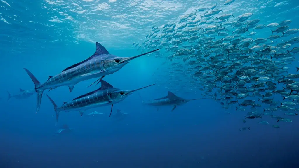 blue marlin with bait ball