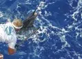 blue marlin fishing