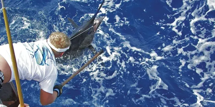 blue marlin fishing