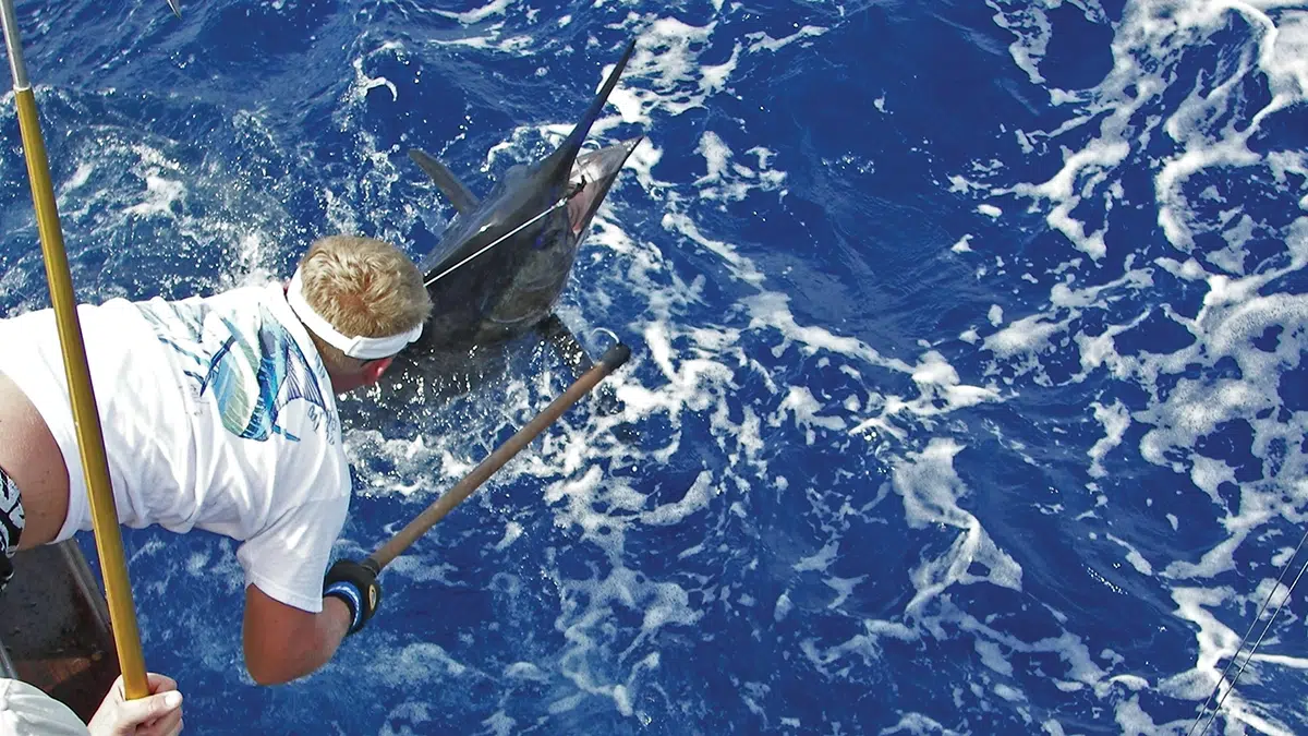 blue marlin fishing